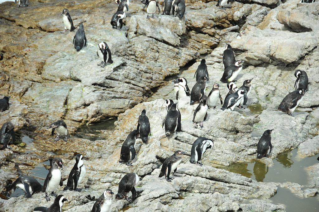 101_1117.JPG - Betty's Bay