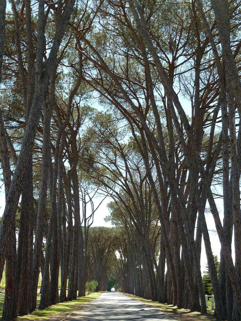 P1010072.jpg - Neethlingshof