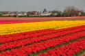 Keukenhof_2010